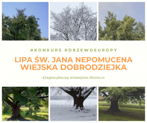 Europejskie Drzewo Roku 2021 – Oddaj swój głos na polską lipę