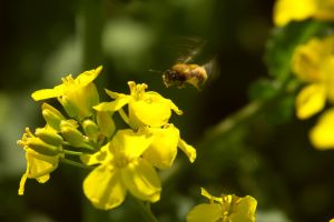 Fotografia z pszczołą