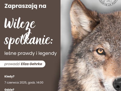 wilcze spotkanie