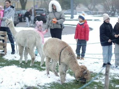 Z miłości do zwierząt - Koncert na 4 łapy