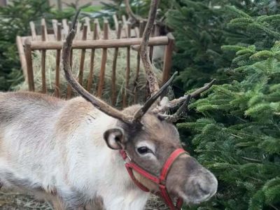 Gostyniński Jarmark Bożonarodzeniowy – święto, które na długo zostanie w pamięci