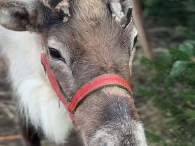 Gostyniński Jarmark Bożonarodzeniowy – święto, które na długo zostanie w pamięci