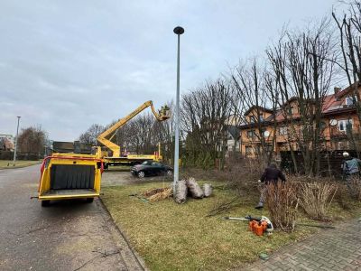 Pielęgnacja drzew na ul. Langenfeld