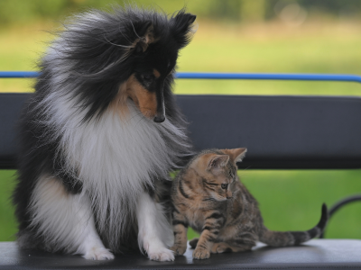 nowy program opieki nad zwierzętami