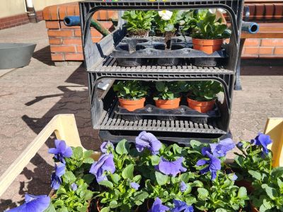 Rozpoczęliśmy pierwszy etap wiosennych nasadzeń w Gostyninie! 