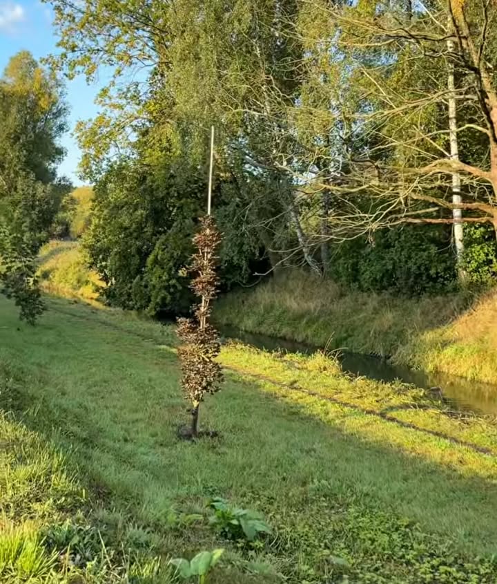 Nadrzeczna z nowymi nasadzeniami